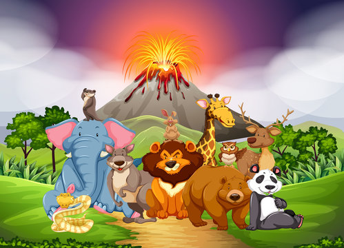 Wild animals in the field with volcano background