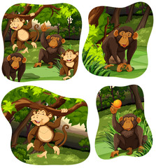 Monkeys living in the deep forest