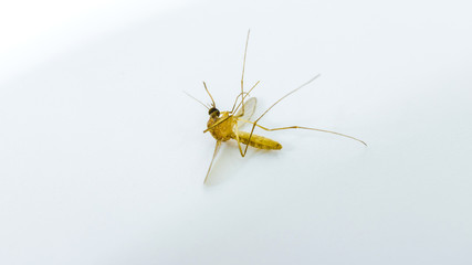 mosquitoes dead on white background