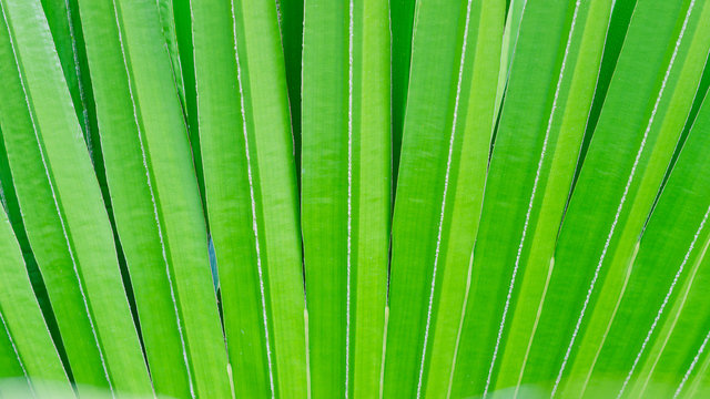 Coccothrinax crinita leaves background texture