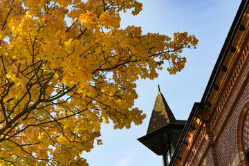 Yellow maple tree on the blue sky, the roof of an old brick building