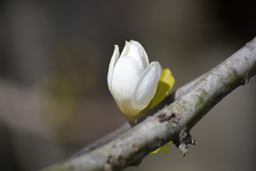 Fototapeta na wymiar Magnolia kobus bud (Magnolia kobus DC.) on a tree trunk