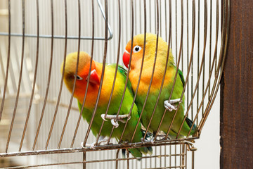 pair of budgies cling to bars