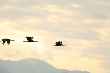 出水ツル保養区