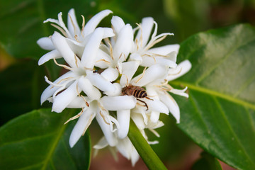 Coffee tree blossom with white color flower