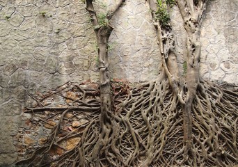Two tree with intangled roots climbing on a rock wall with interesting pattern