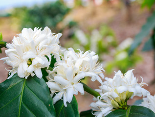 Coffee tree blossom with white color flower