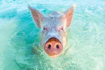 Foto op Plexiglas Een zwemmend varken op de Bahama& 39 s © bearacreative