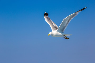 Big seagull in sky