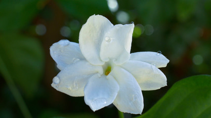 Jasmine flower