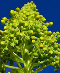 Raceme of aeonium wildflowers with blue sky background
