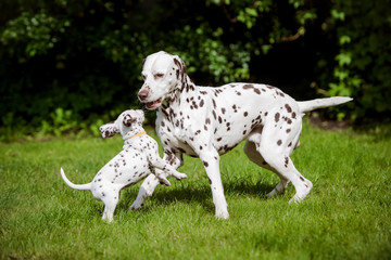 dalmatian dog playing with puppies - obrazy, fototapety, plakaty