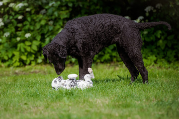 dog playing with a dalmatian puppy - obrazy, fototapety, plakaty