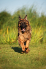 german shepherd dog running outdoors in summer