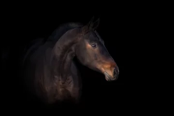  Bay horse isolated on black background © callipso88