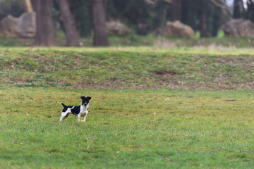 Jack Russell Terrier dans l'herbe avec une balle
