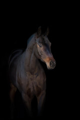 Bay horse isolated on black background