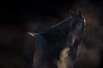 Bay horse isolated on black background with steam from the nostrils