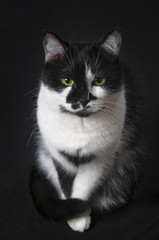 Black and white domestic cat on a black background