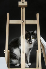 Black and white domestic cat sitting behind a wooden easel