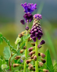 Small wildflowers of Leopoldia comosa