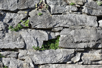 Muro con foglioline verdi