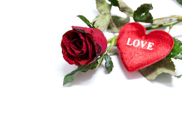 Heart shaped and red roses on white background.