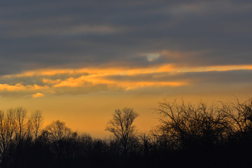 Cielo con nuvole dorate al tramonto sopra il bosco