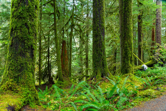 Fototapeta Rain Forest in Oregon