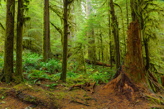 Rain Forest in Oregon
