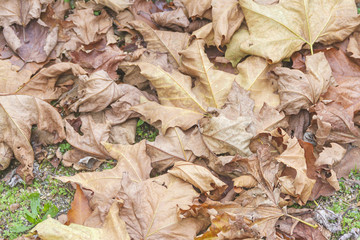Autumn dry leaves