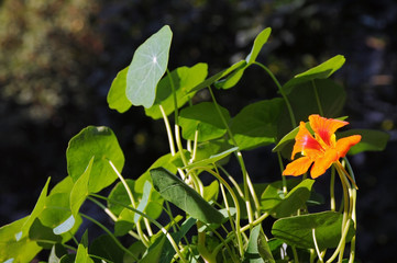 Obraz na płótnie Canvas Tropaeolum (nasturtium) majus flower and leaves turning after the sun in late summer 