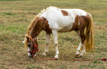 white and brown horse is eating