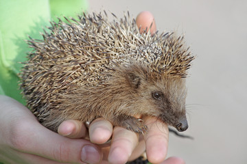 Young hedgehog in the human hands. European hedgehog (Erinaceus europaeus).