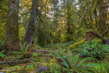 Trees in Hoh Rainforest