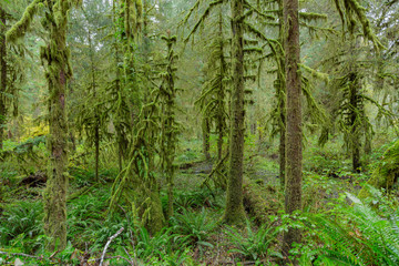 Fototapeta na wymiar Trees in Hoh Rainforest