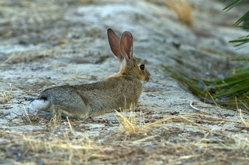 Pn Doñana conejo