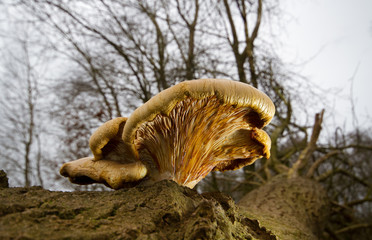 Fototapeta na wymiar Giant Oyster mushroom (probably Pleurotus dryinus) growing on a dead, fallen Oak tree. 