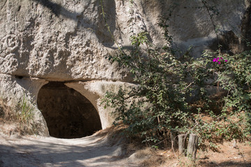 Planta a un lado de la entrada de la cueva.