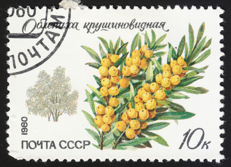 USSR - CIRCA 1980: A stamp printed in the USSR shows the sea-buckthorn (Hippophae rhamnoides), the series "Protected trees and shrubs", circa 1980