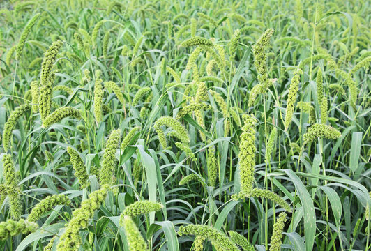 Foxtail millet plants with stalks in agriculture field in India. Millet is used as food, fodder and for producing alcoholic beverages. India is largest producer of millet in the world.