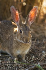 PN Doñana conejo