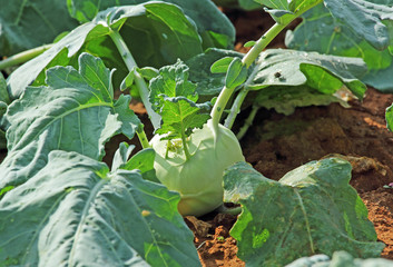Kohlrabi, an annual European vegetable is a low stout cultivar of cabbage. Also called German...