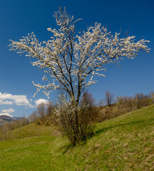 blossom tree