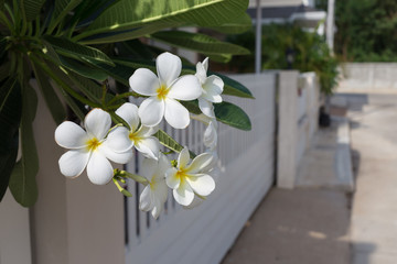 white frangipani plumeria tropical spa flower in garden home