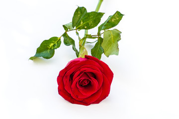Red rose on white table