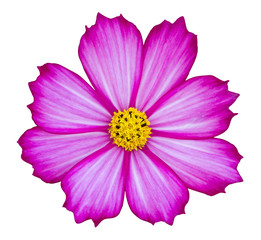 purple cosmos flower isolated on white with clipping path