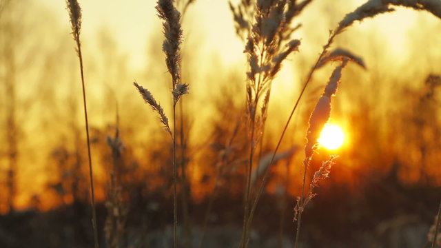 frozen grass in field at sunset
