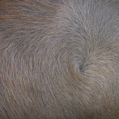 buffalo fur texture background
