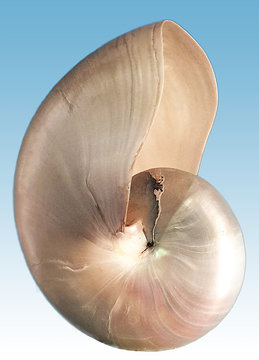 nautilus shell